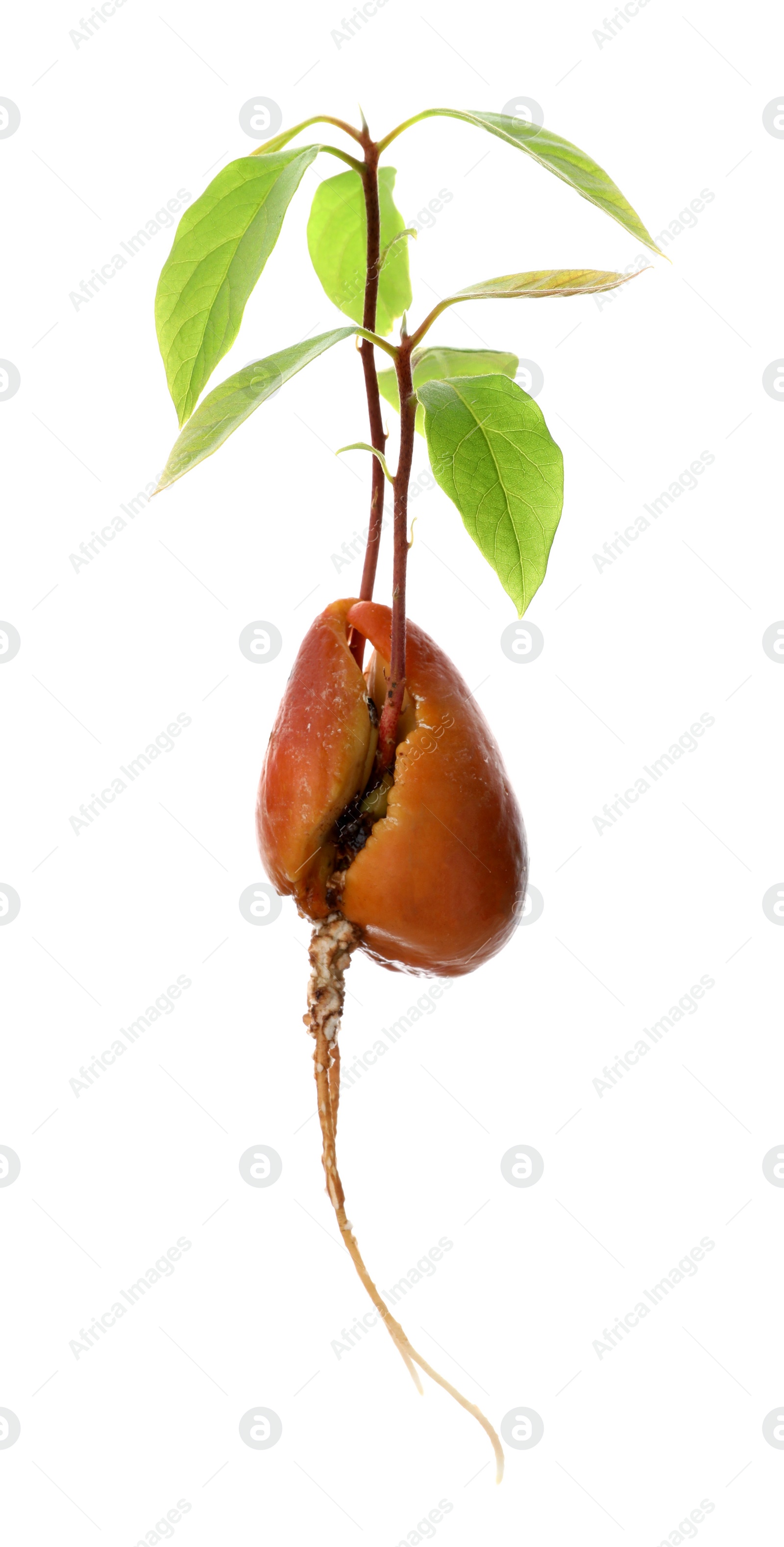 Photo of Avocado seed with sprouts and root on white background