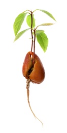 Avocado seed with sprouts and root on white background