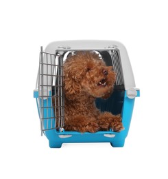 Travel with pet. Cute dog in carrier on white background