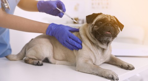 Image of Professional veterinarian vaccinating cute pug dog in clinic, closeup. Banner design