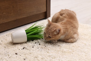 Photo of Cute ginger cat near overturned houseplant on carpet at home