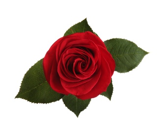 Beautiful red rose on white background, top view