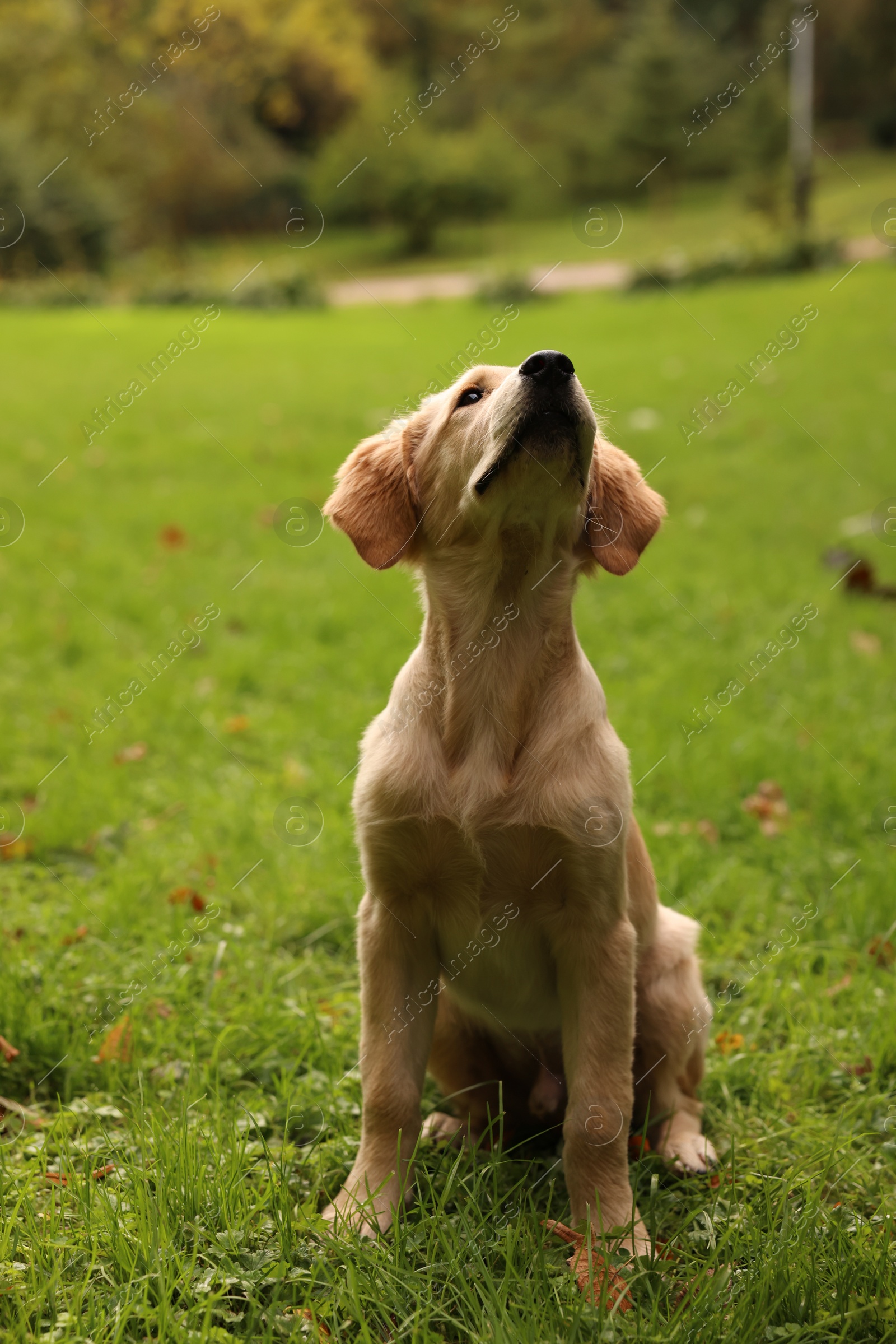 Photo of Cute Labrador Retriever puppy sitting on green grass in park