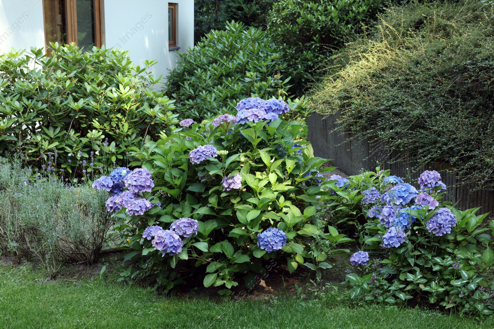 Photo of Blooming hortensia plant with beautiful flowers outdoors