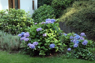 Photo of Blooming hortensia plant with beautiful flowers outdoors