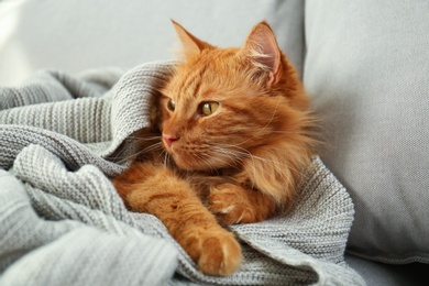 Adorable red cat under plaid on sofa at home. Cozy winter