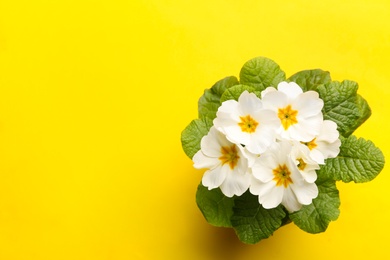 Photo of Beautiful primula (primrose) plants with white flowers on yellow background, top view and space for text. Spring blossom