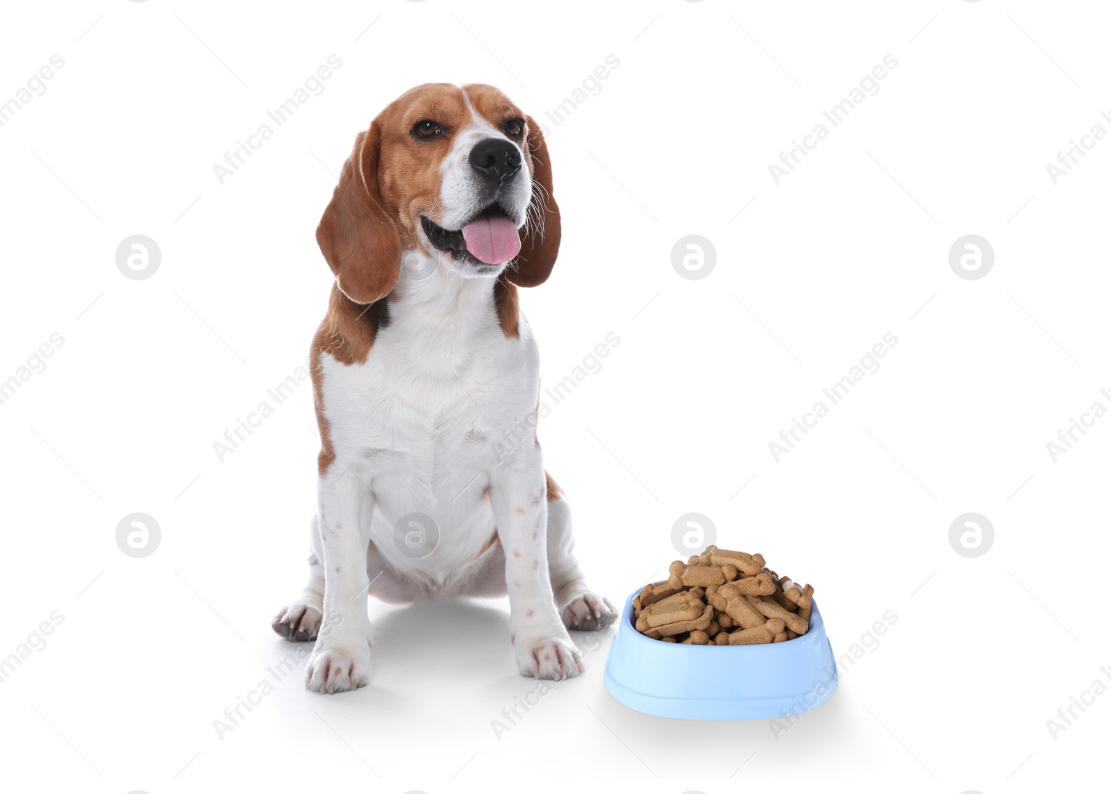 Image of Cute dog near feeding bowl full of tasty bone shaped cookies on white background