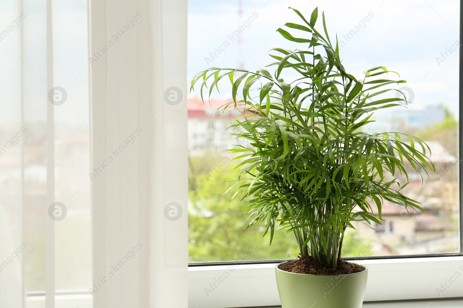 Photo of Beautiful green houseplant in pot near window indoors