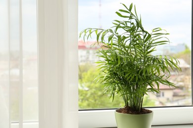 Beautiful green houseplant in pot near window indoors