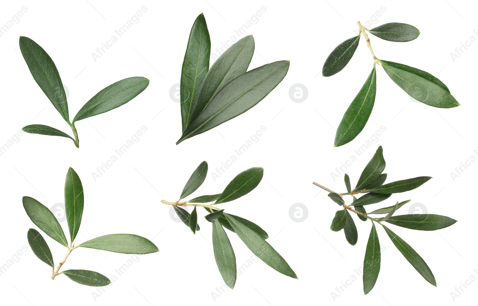 Image of Set with fresh green olive leaves on white background 