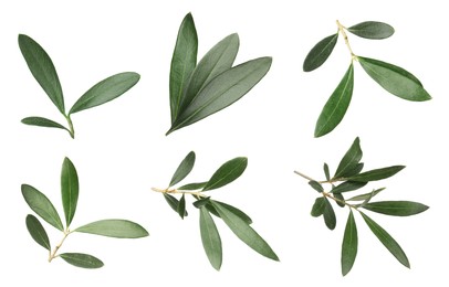 Set with fresh green olive leaves on white background 