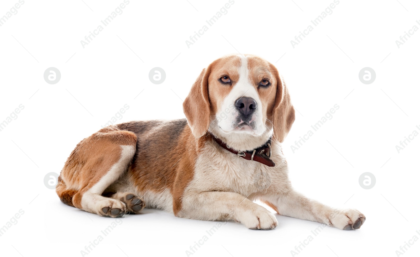 Photo of Cute Beagle dog on white background