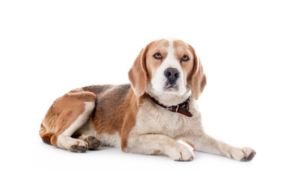 Cute Beagle dog on white background