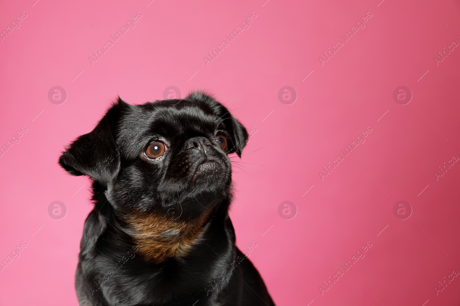 Photo of Adorable black Petit Brabancon dog on pink background, space for text