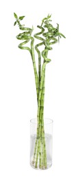 Vase with beautiful green bamboo stems on white background