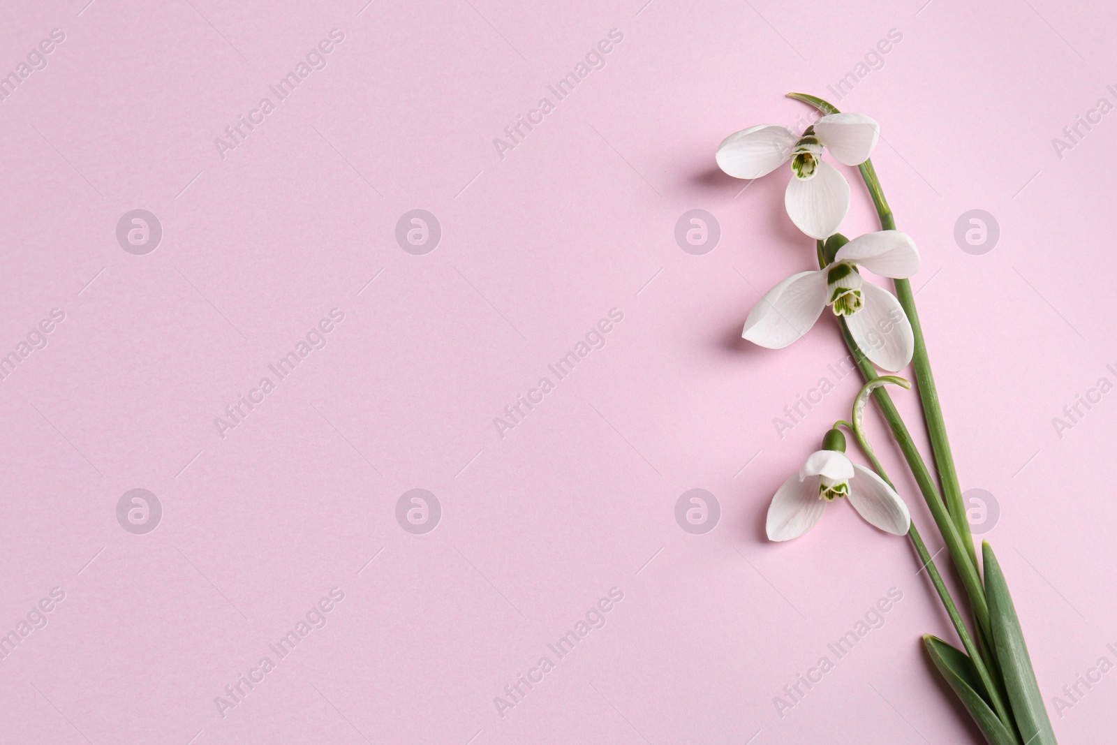 Photo of Beautiful snowdrops on pink background, top view. Space for text