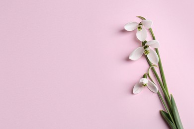 Beautiful snowdrops on pink background, top view. Space for text