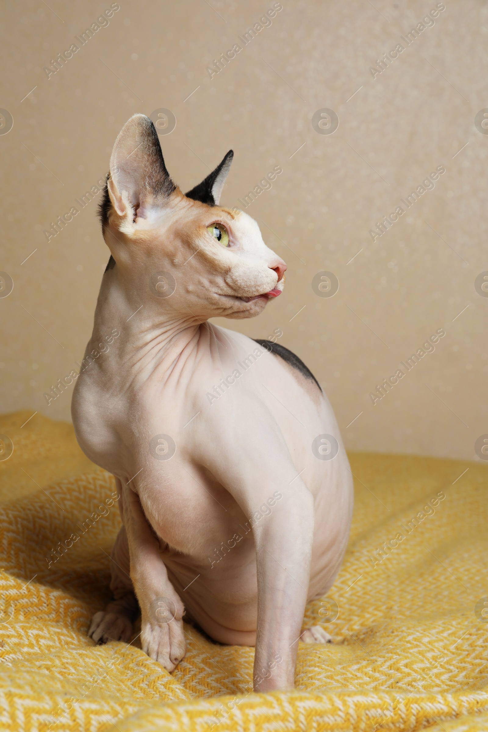 Photo of Beautiful Sphynx cat on yellow plaid against beige background