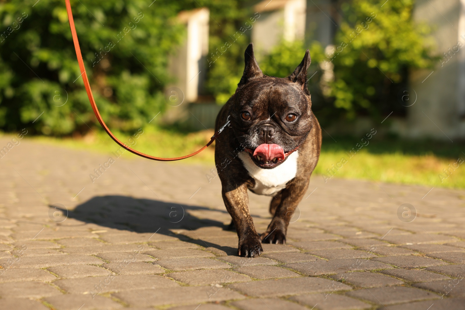 Photo of Cute French Bulldog on walk outdoors on sunny day