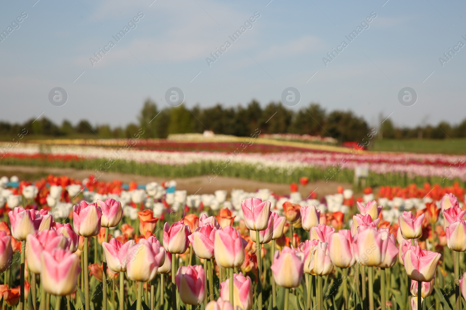 Photo of Beautiful colorful tulip flowers growing in field on sunny day