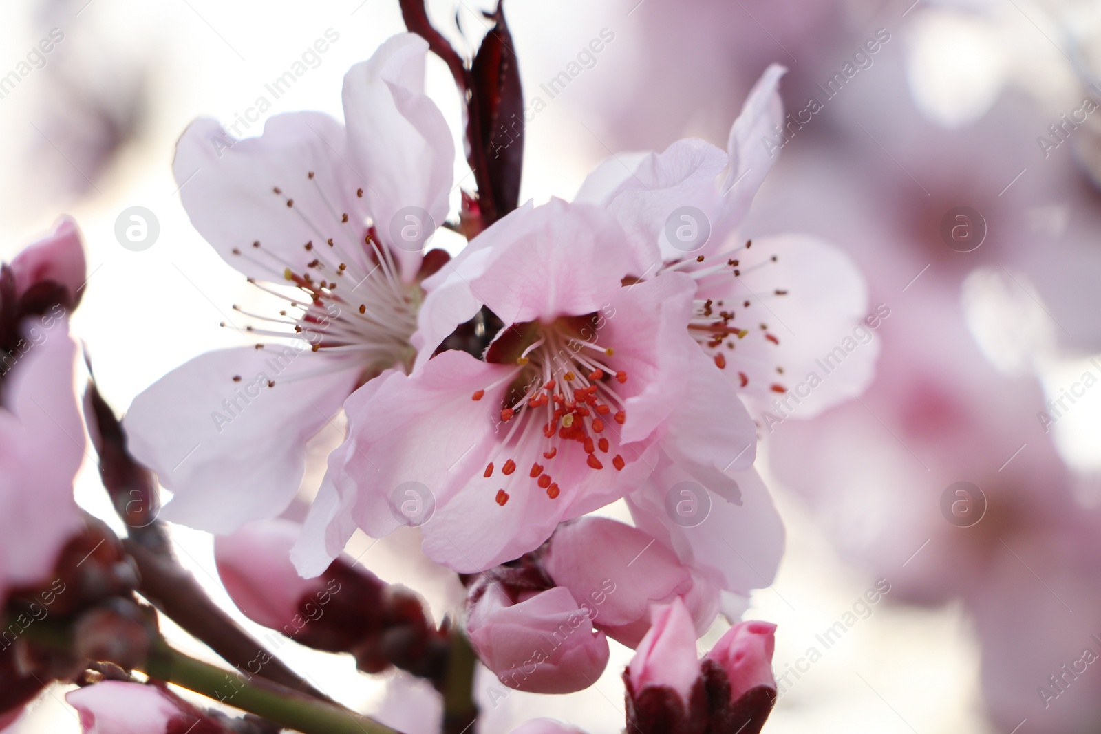 Photo of Amazing spring blossom. Closeup view of cherry tree with beautiful pink flowers outdoors