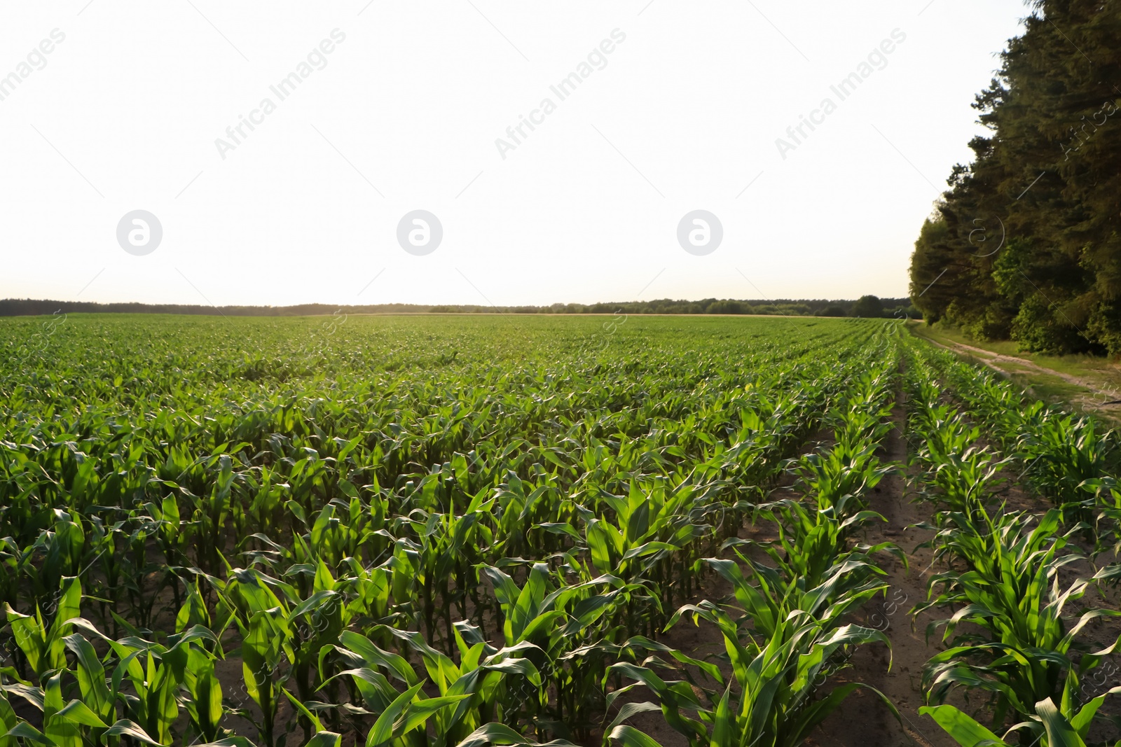 Photo of Beautiful agricultural field with green corn plants on sunny day