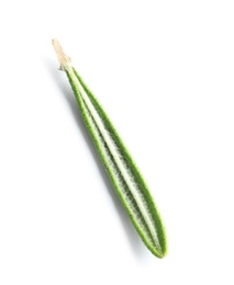 Photo of Fresh rosemary on white background