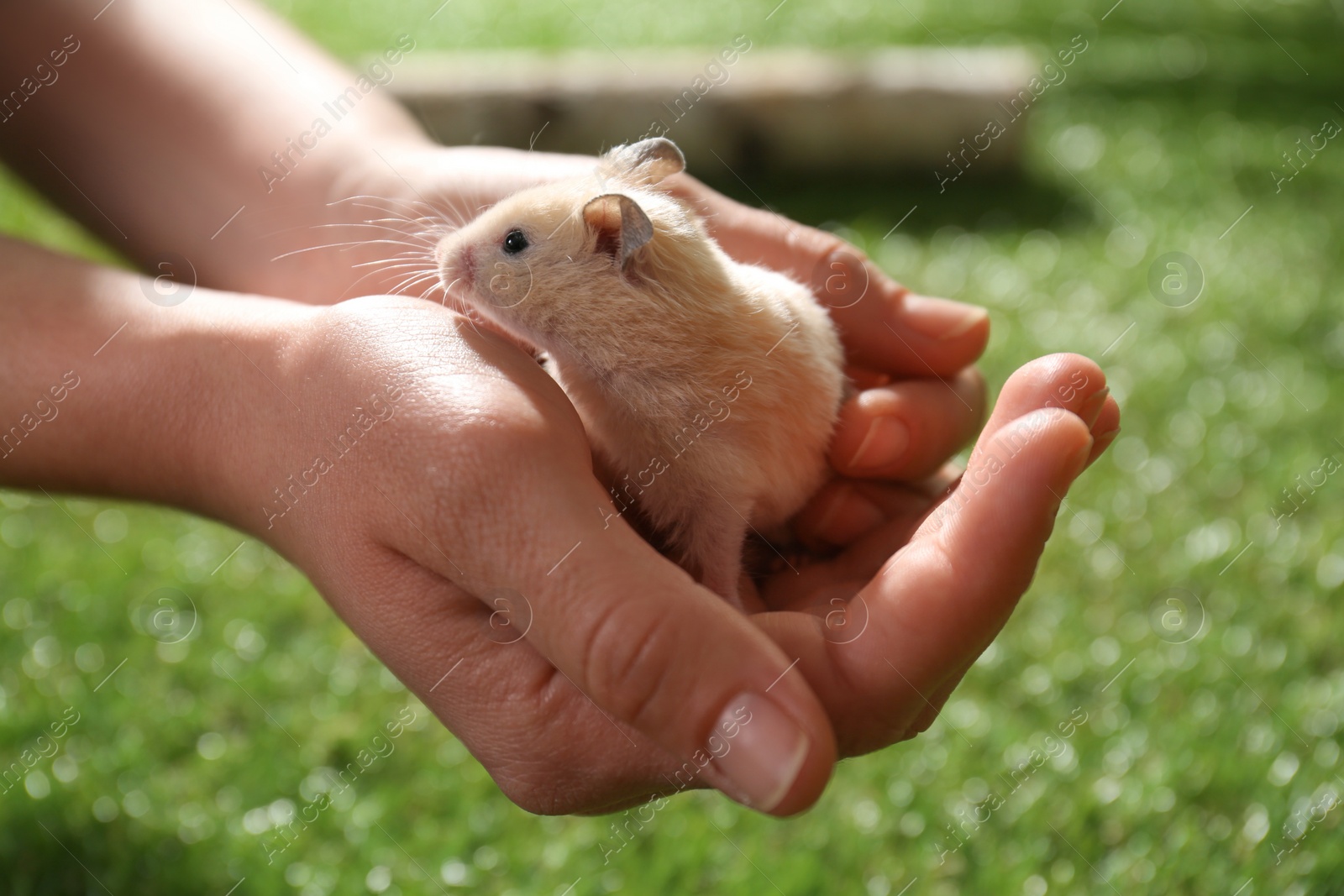 Photo of Woman with cute little hamster outdoors, closeup