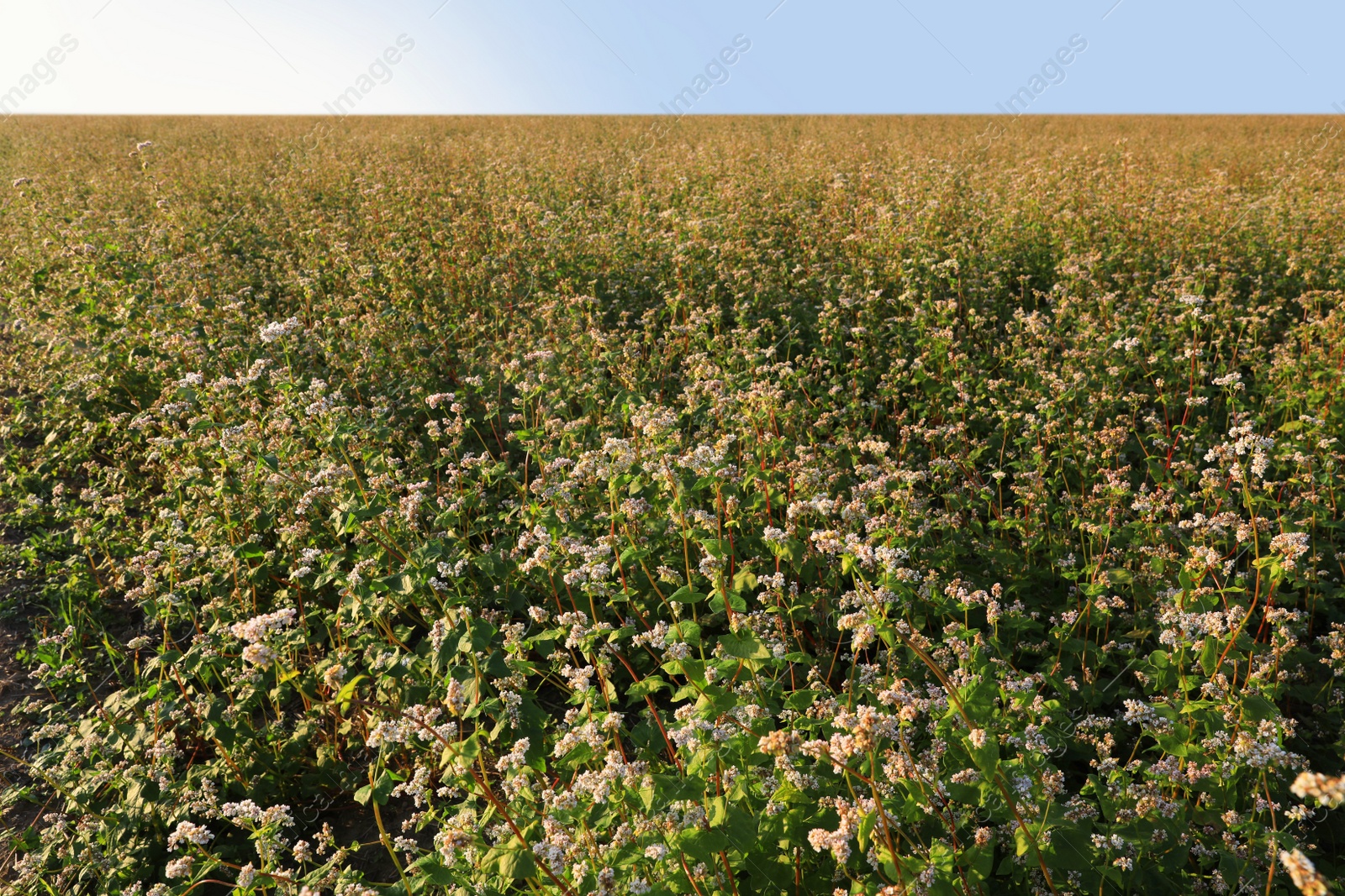 Photo of Beautiful view of buckwheat field under blue sky