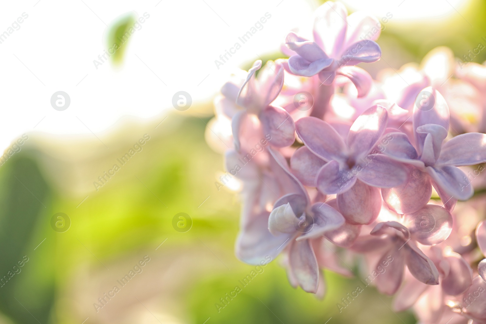 Photo of Closeup view of beautiful blooming lilac shrub outdoors on sunny day