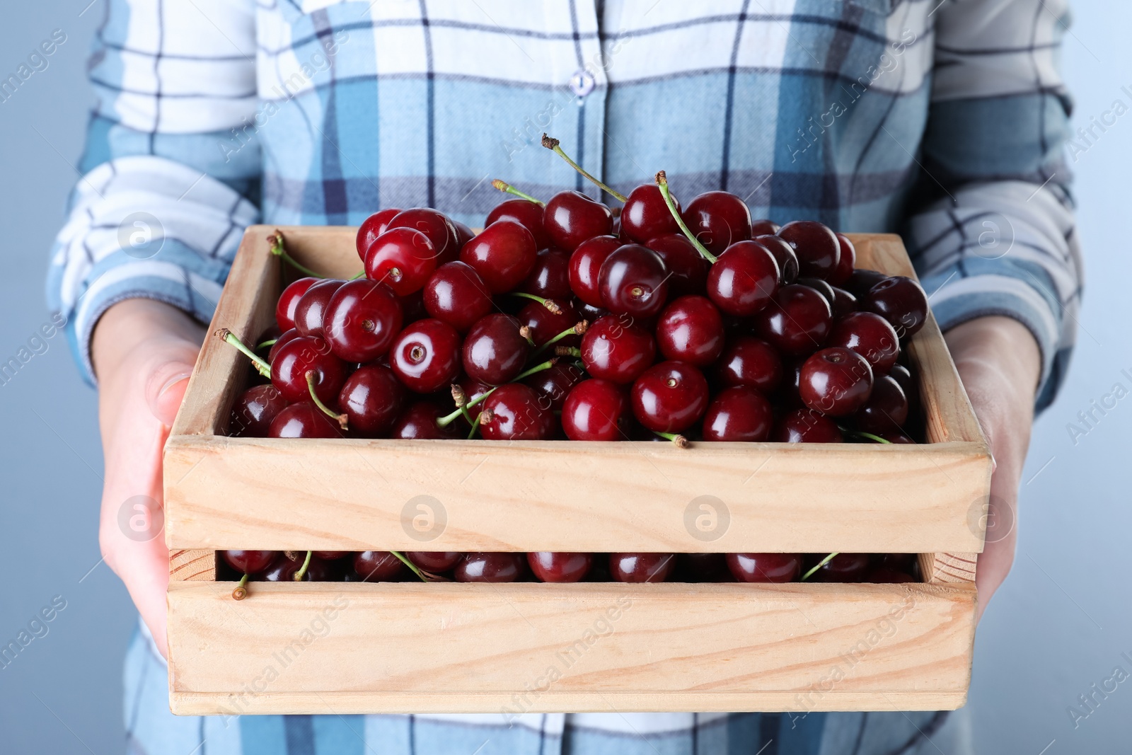 Photo of Woman holding crate with ripe cherries, closeup