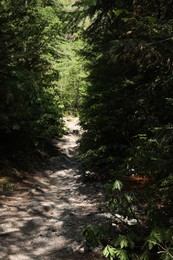 View of path through forest in mountains