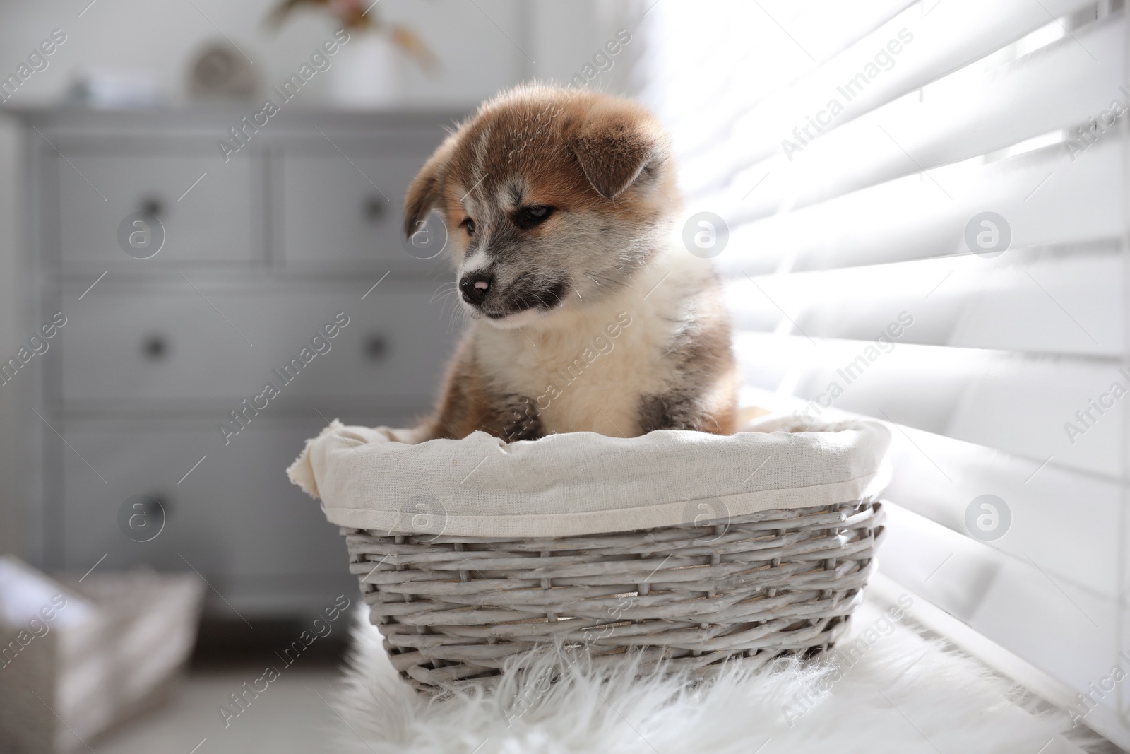 Photo of Cute Akita Inu puppy in wicker basket near window indoors