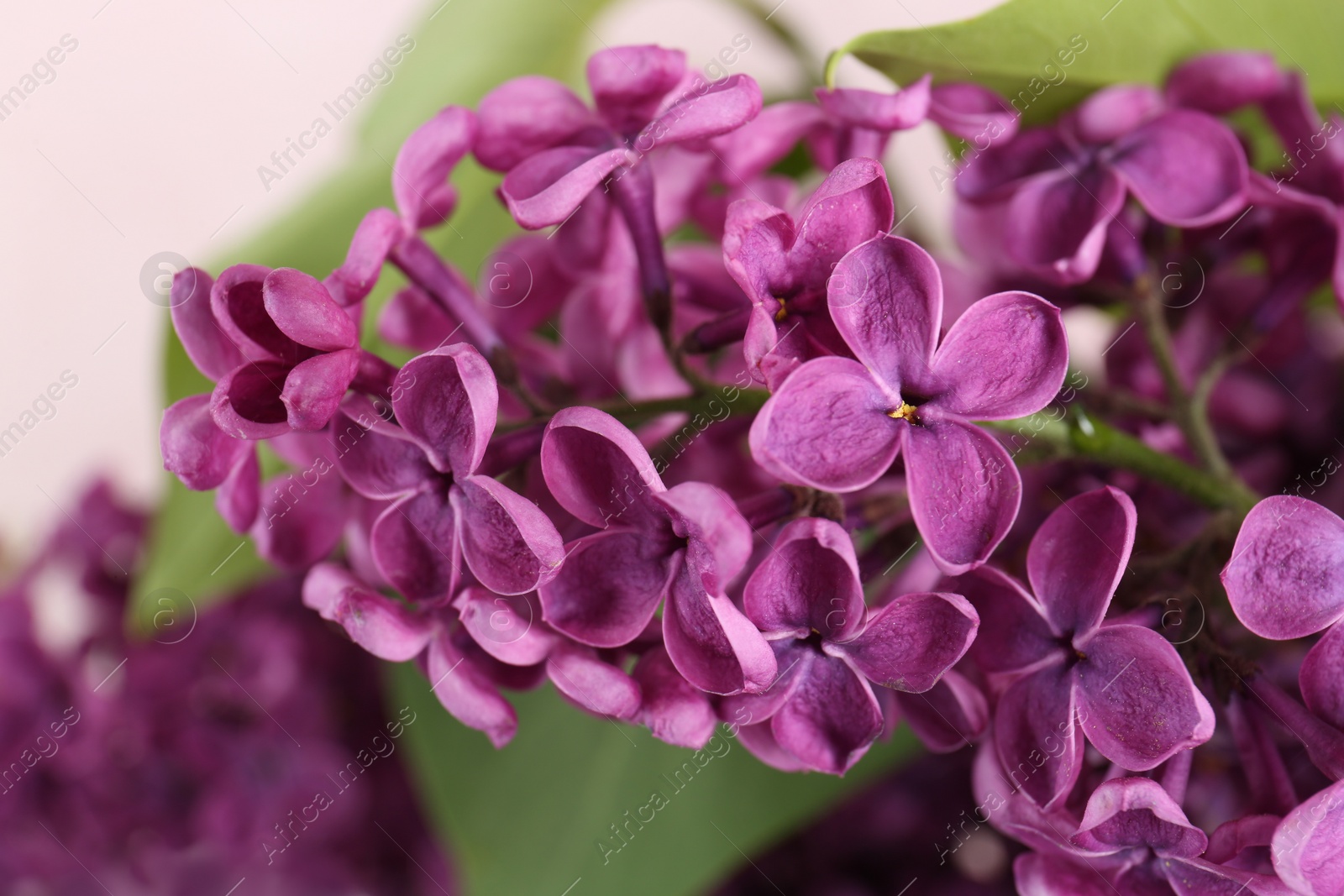 Photo of Closeup view of beautiful lilac flowers on blurred background