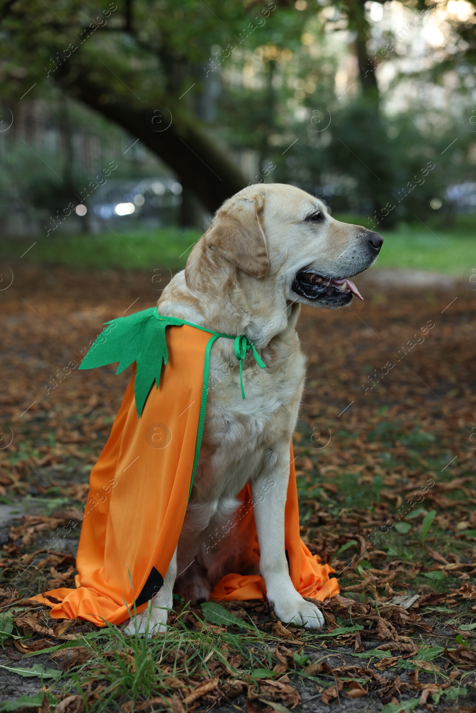 Photo of Cute Labrador Retriever dog wearing Halloween costume sitting in autumn park