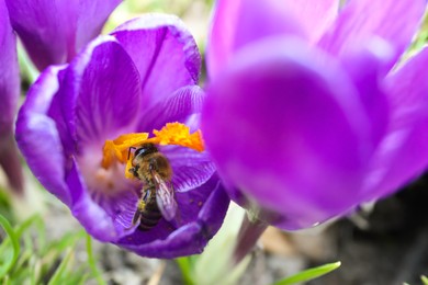Wasp on beautiful purple crocus flowers in garden, closeup