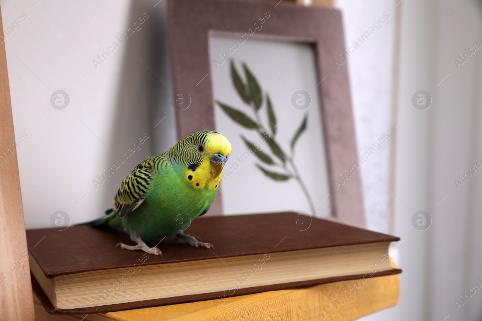 Photo of Beautiful green parrot on books indoors. Cute pet