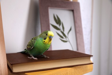 Beautiful green parrot on books indoors. Cute pet