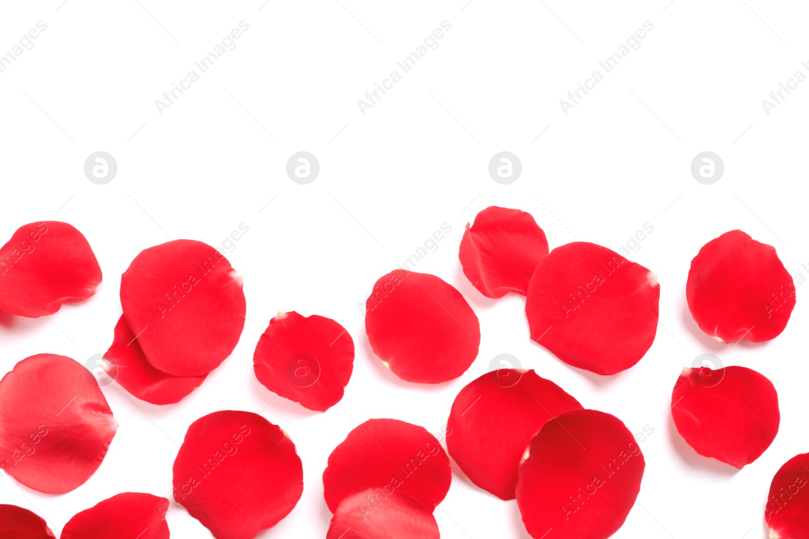 Photo of Fresh red rose petals on white background, top view