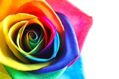 Photo of Amazing rainbow rose flower on white background, closeup