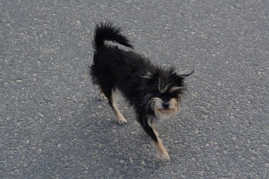 Photo of Lonely stray dog on asphalt. Homeless pet