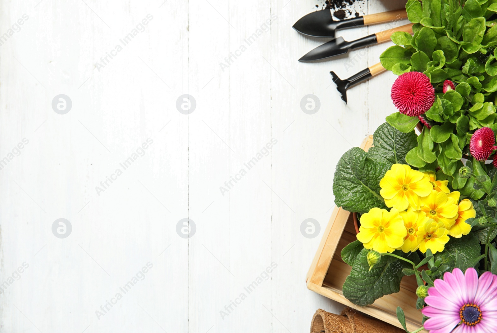Photo of Composition with gardening equipment and flowers on wooden table, top view