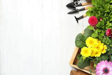 Composition with gardening equipment and flowers on wooden table, top view