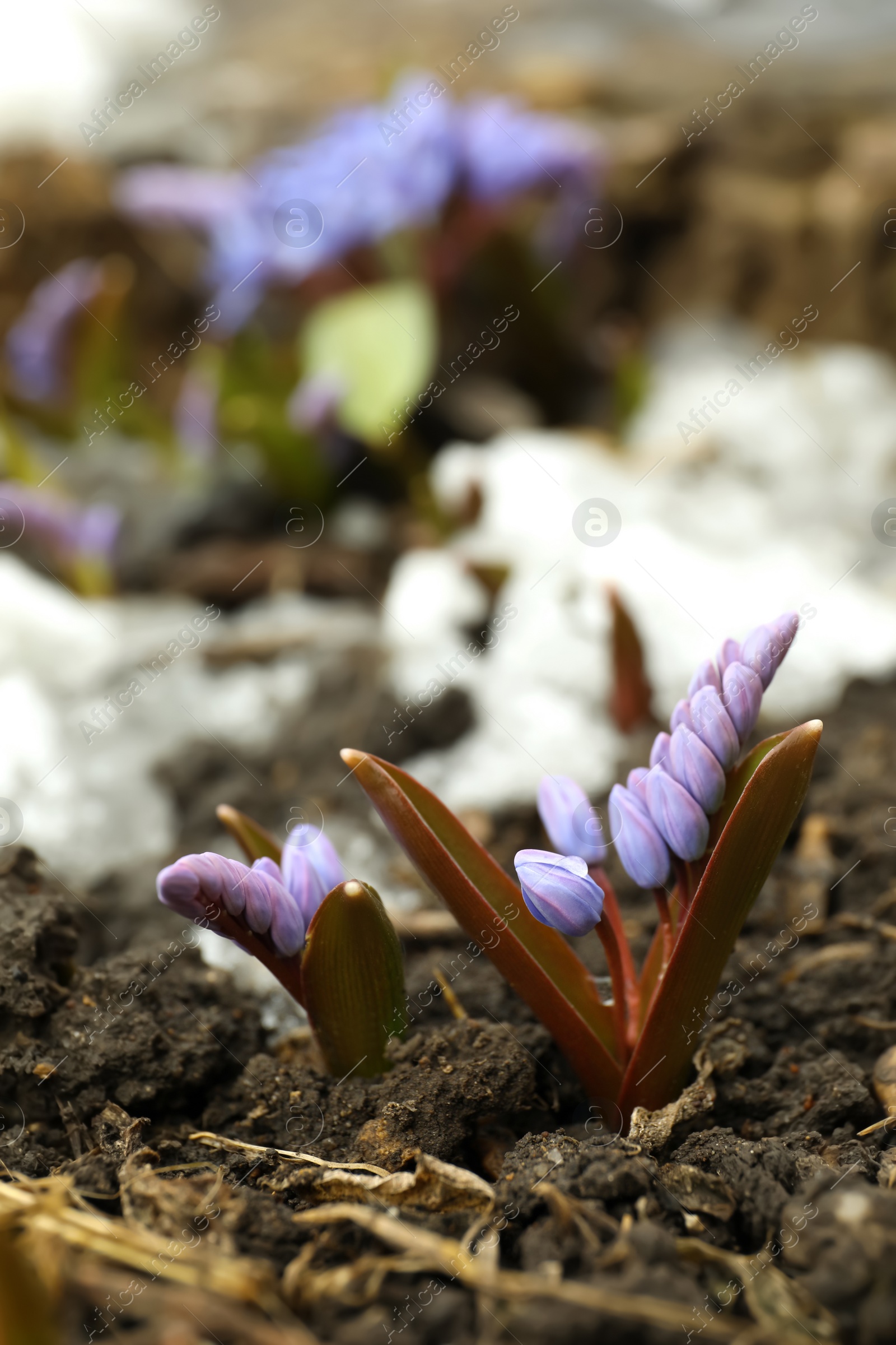 Photo of Beautiful lilac alpine squill flowers growing outdoors