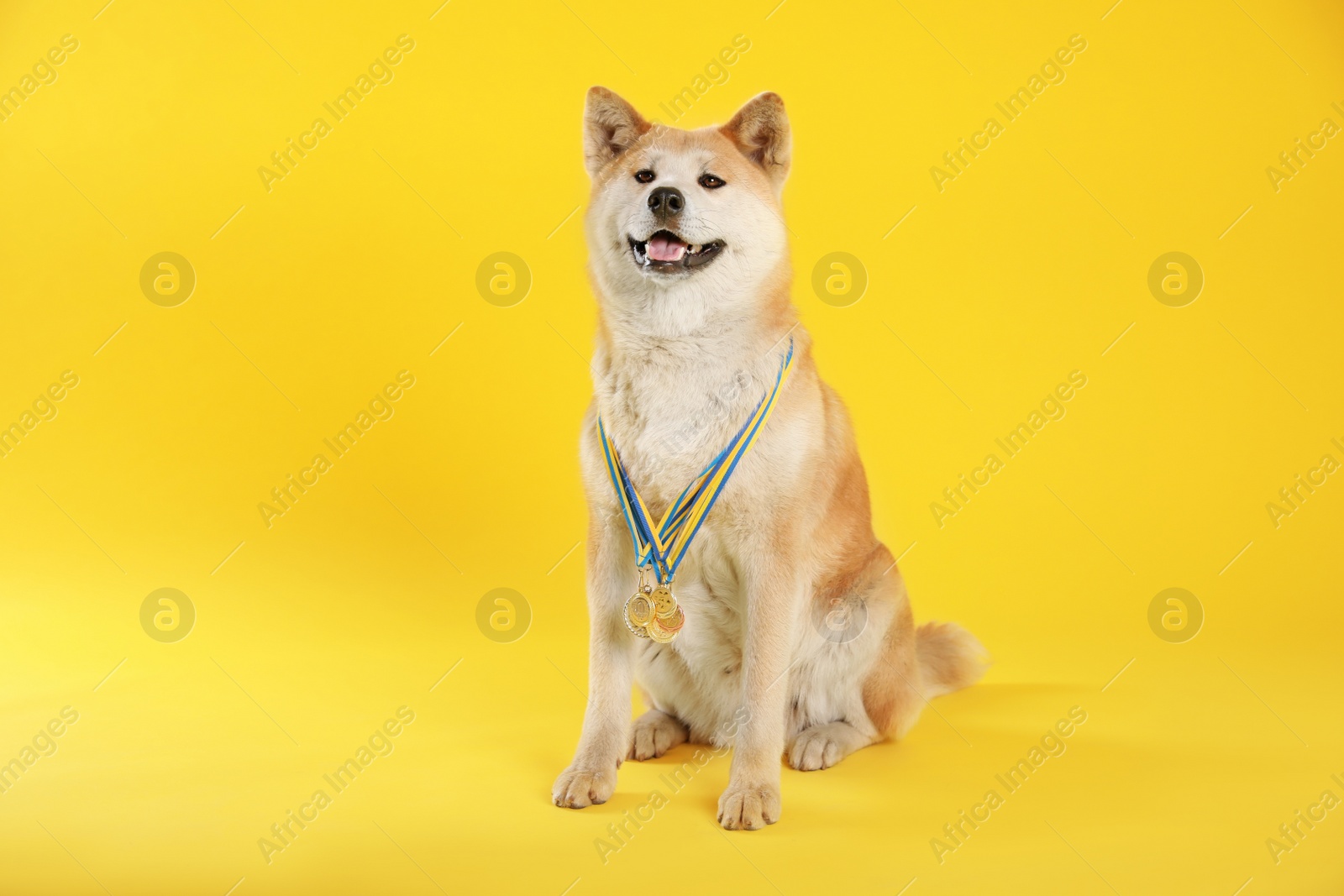 Photo of Adorable Akita Inu dog with champion medals on yellow background