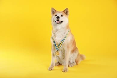 Photo of Adorable Akita Inu dog with champion medals on yellow background