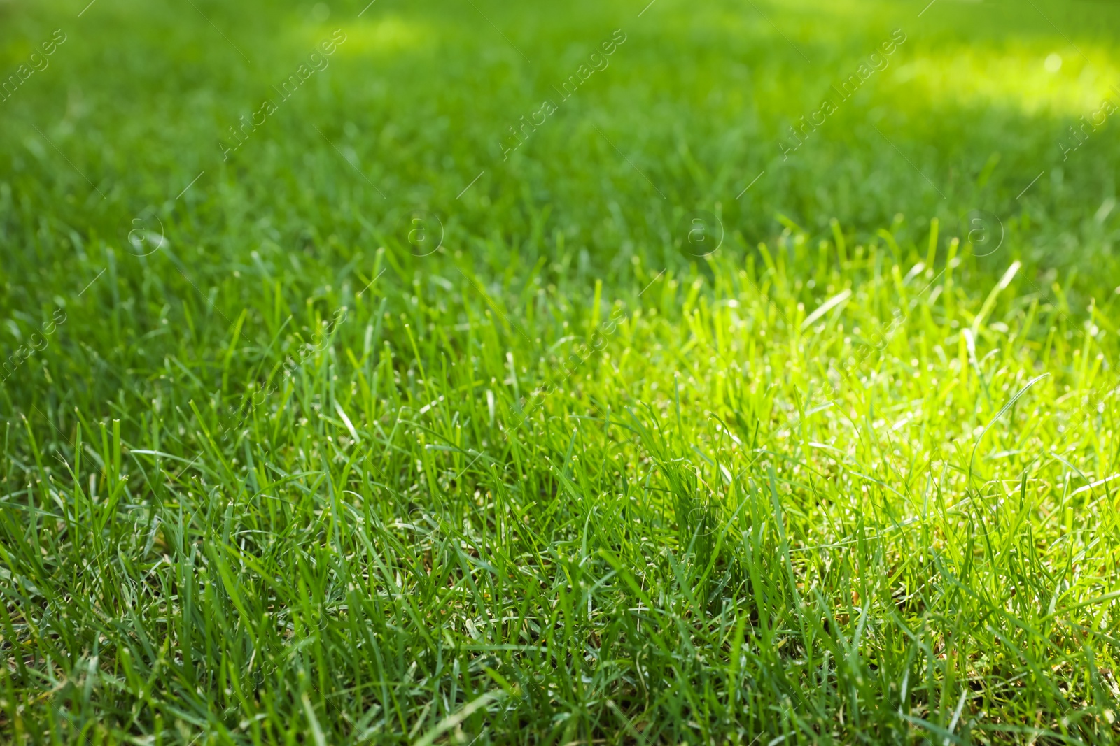 Photo of Fresh green grass outdoors on sunny day, closeup