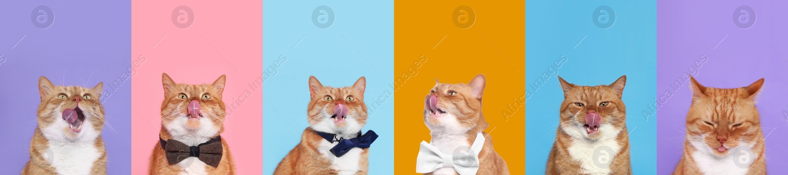 Image of Cute red cat showing tongue, collection of photos on different colors backgrounds