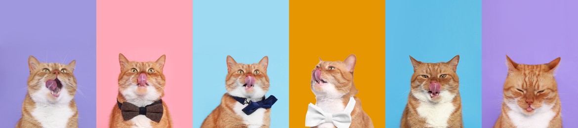 Image of Cute red cat showing tongue, collection of photos on different colors backgrounds